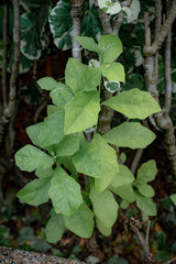 Green foliage against branches: A detailed view highlights verdant leaves of an unidentified plant,...