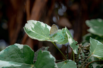 Obraz premium Butterfly Resting: A delicate butterfly, its wings intricately patterned, finds a moment of respite on a vibrant, variegated leaf, creating a harmonious blend of nature's beauty and tranquility.
