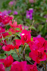 Bougainvillea Bloom in Vibrant Hues: A close-up captures the vibrant, eye-catching hues of...
