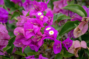 Bougainvillea Blooming: A vibrant display of magenta bougainvillea flowers, their delicate petals and contrasting centers creating a stunning tapestry of color amidst lush greenery. 