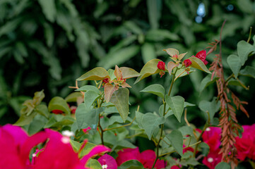 Blooming Beauty: A captivating close-up of vibrant flowers in a lush garden, showcasing nature's...