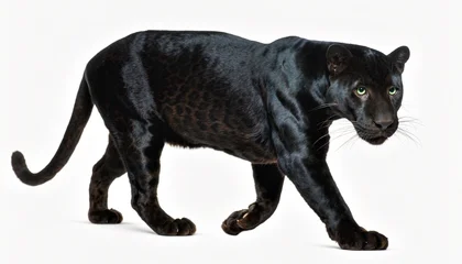Fototapete Panther Sleek Black Panther Walking on White Background  © coor
