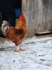 Rooster in Profile on Snowy Rural Yard