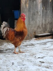 Rooster Standing on Snow in Rural Farmyard