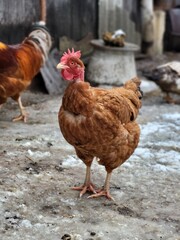 Brown Hen on Rural Farmyard in Winter