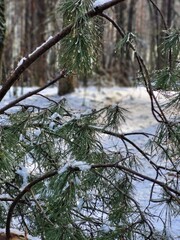 Pine Branches in Snowy Winter Forest