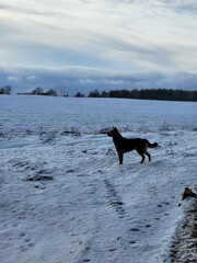 Dog Standing on Snowy Winter Field
