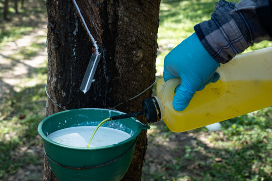 Farmer hands are dripping formic acid onto the raw para rubber to coagulate the latex into lumps. for use cup lump rubber