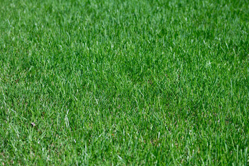 Grass in green lawn for natural background. Grass on fresh field. Grass in healthy turf for...