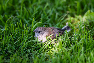 Sparrow bird in green grass. Sparrow bird on lawn. Sparrow bird in for ecology theme. Sparrow on...