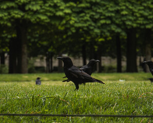 Obraz premium Crows gather on green grass in a park setting during daylight hours with trees in the background