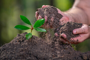 Hands lift plant with soil environment. Hands align plant on soil environment base. Hands grow plant via soil environment nutrients. Hands sustain plant through soil environment.