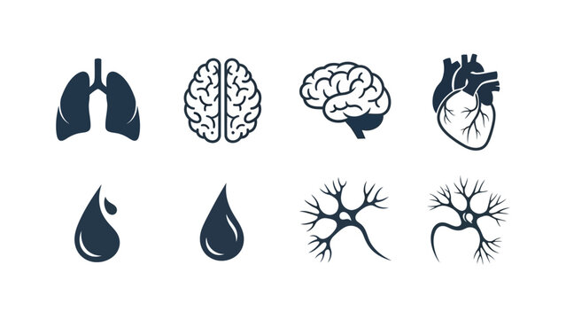 Illustrative Icons of Human Organs and Biological Components for Medical and Scientific Design