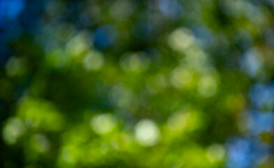 Obraz premium Forest background bright greenery. Forest background organic light. Forest green background. Forest background fresh nature.