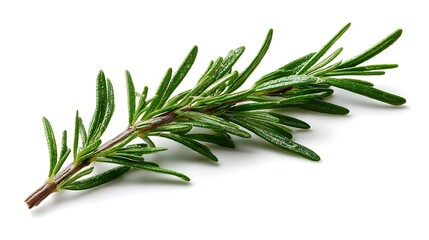 Fototapeta premium Single sprig of fresh rosemary with needle-like leaves and woody stem