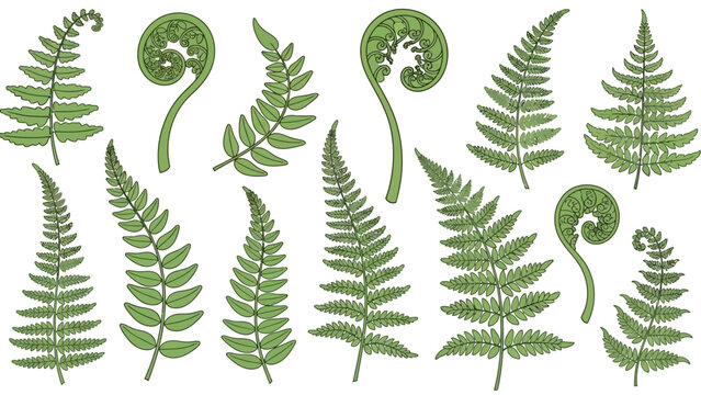 Collection of Green Fern Leaves and Fiddleheads in Various Stages of Growth, Vector