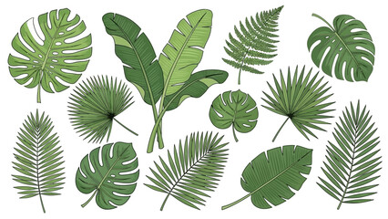 Vibrant Tropical Leaves Collection: Monstera, Banana, Fern, and Palm Botanical Illustrations © ayu