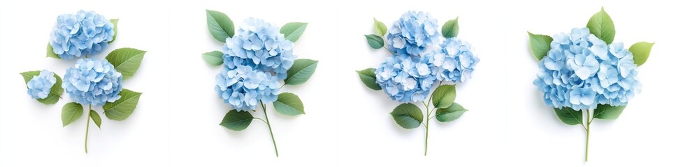 Obraz premium Blue hydrangea with leaves, isolate on white background. Set.