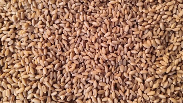 Full frame background of fresh raw golden wheat grains