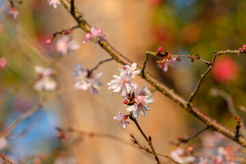 春の温かな光の中で繊細に咲くサクラの枝と花々