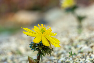 柔らかな光に照らされて一輪咲く美しい福寿草のマクロ撮影
