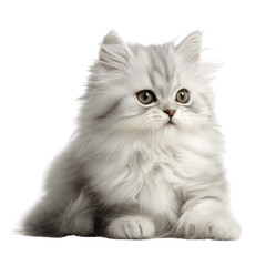 Fototapeta premium Charming Persian Kitten: A fluffy Persian kitten, a picture of adorable innocence and elegance, with its luxurious fur and curious gaze, captivates the viewer's heart.