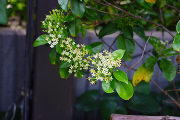 Tarenna wallichii flower with green leaves
