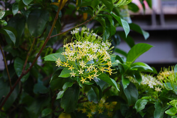 Tarenna wallichii flower with green leaves