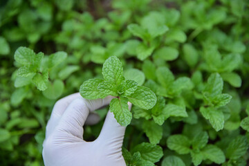 hand hold Cuban mint for collecting to test in using as a herb for healthy living life