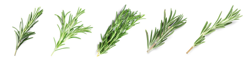 Fototapeta premium Set of fresh green rosemary on white background