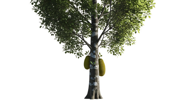 Jackfruit Tree with Fruit on Transparent Background