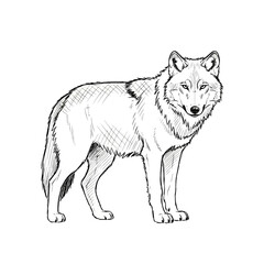 Fototapeta premium Sketch of a standing wolf on white background