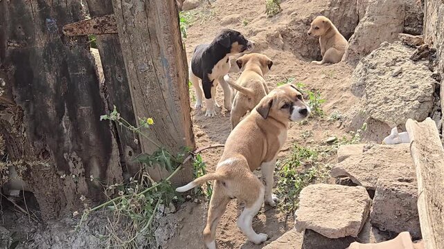 A small group of light brown puppies is seen resting comfortably in a dirt den or burrow. Their posture suggests they are relaxed and feel secure in this sheltered spot, likely for rest or hiding. 