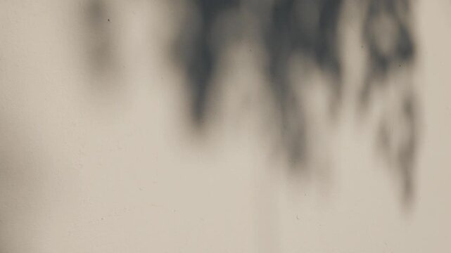 Zen Komorebi: Minimalist Tree Branch Shadow on Neutral Wall Background Serene and Tranquil Atmosphere