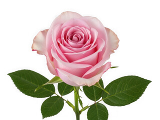 Naklejka premium Pink rose flower isolated on transparent background