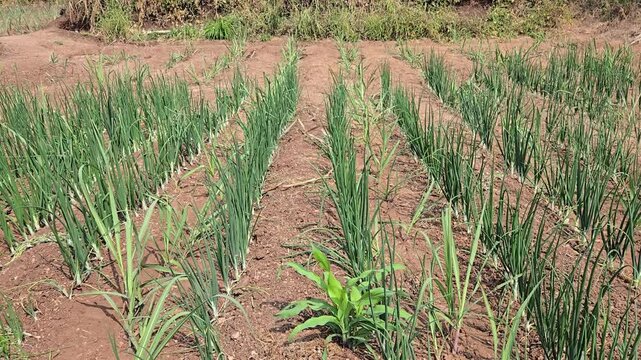 A field of growing onion plants in mid-stages, planted in distinct, well-defined rows in tilled soil. A significant and widely cultivated crop in regions like Maharashtra, India.