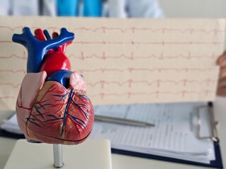 Obraz premium Model heart placed beside a doctor reviewing heart activity chart in a medical setting with equipment around