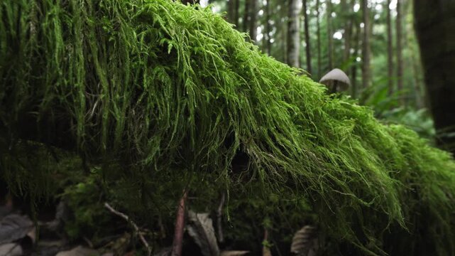 Mycena Mushroom Growing in Cat's Tail Moss - Pacific Northwest Forest Floor 4K