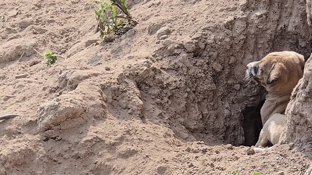 A group of small stray puppies is resting on sandy ground, possibly in a makeshift den. They are huddled together, with some looking down. The puppies appear calm and possibly hungry or tired.