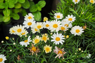 Fototapeta premium Chamomile. White daisy flowers in the garden