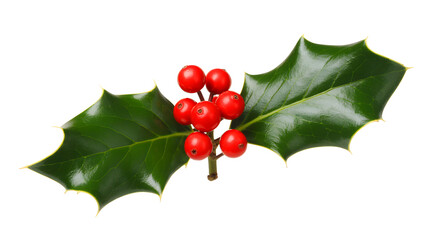 Holly leaves and bright red berries isolated on transparent background