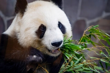Fototapeta premium 笹を食べるパンダ