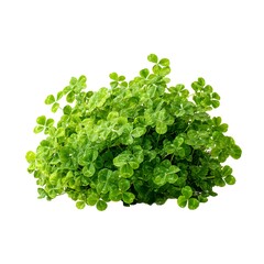 Obraz premium Bush, bouquet of clover. Plant on a neutral transparent background. Popular natural beautiful nature background, flora. St. Patrick's Day.