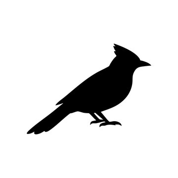 Black bird silhouette of a blue jay standing isolated on white background