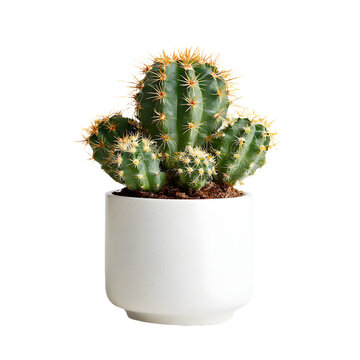 mammillaria zeilmanniana Mammillaria zeilmanniana main image 1