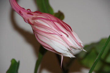 Blossom of a night-blooming cereus, queen of the night plant