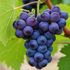 A close-up view of a ripe cluster of dark purple grapes hanging from a vine surrounded by green leaves in a lush vineyard.