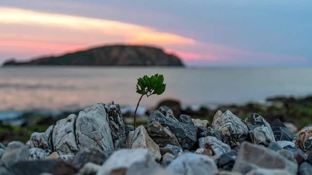 A single sapling with bright green leaves grows from a bed of rocks on a beach at sunset