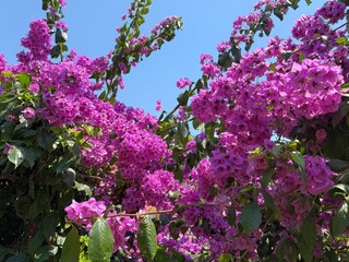Bougainvillea glabra pink purple flowers.