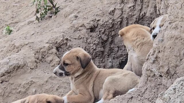 Several light brown puppies with some white markings are seen resting in a dirt den. They appear relaxed or possibly hiding, suggesting a calm moment for the young animals.